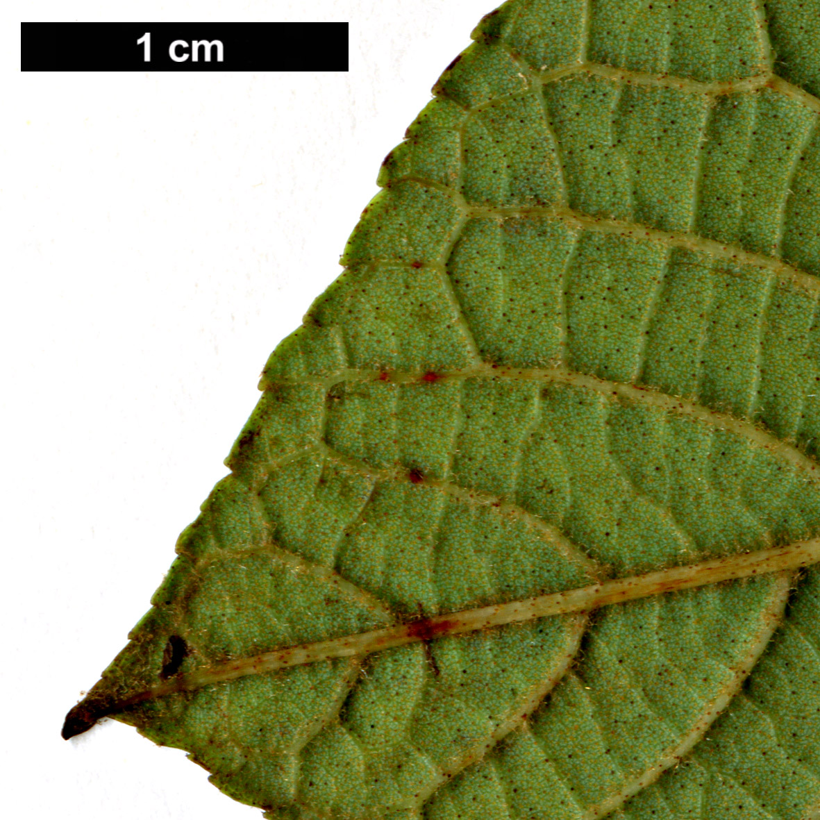 High resolution image: Family: Betulaceae - Genus: Alnus - Taxon: ferdinandi-coburgii 